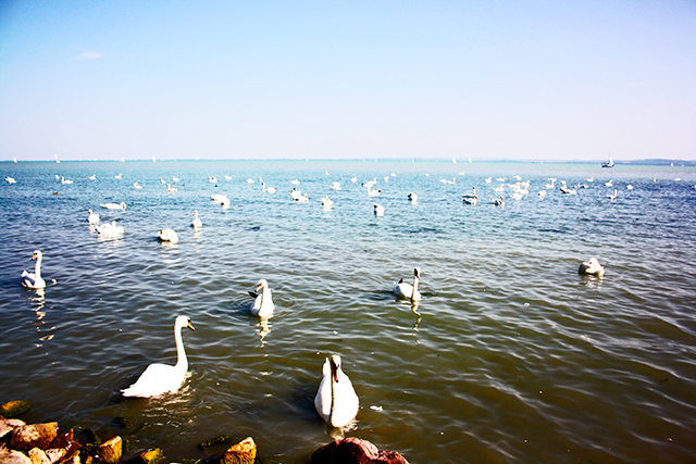 Lago Balaton cisnes