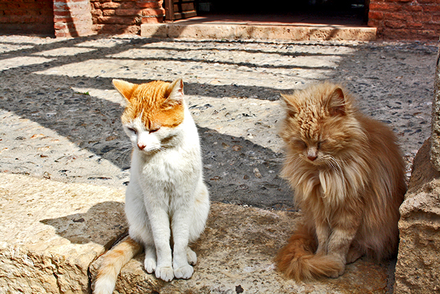 Gatos callejeros mirada abajo Alcazaba Almería