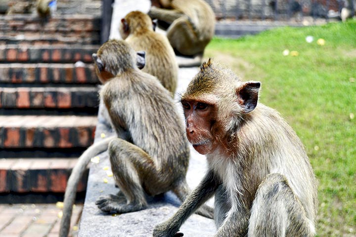 Monos primer plano esperando escalera templo monos Lopburi