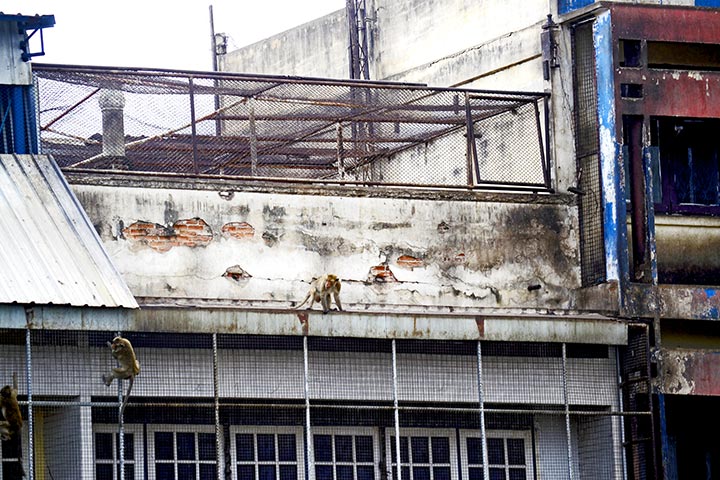 Monos trepando fachadas edificios antiguos Lopburi