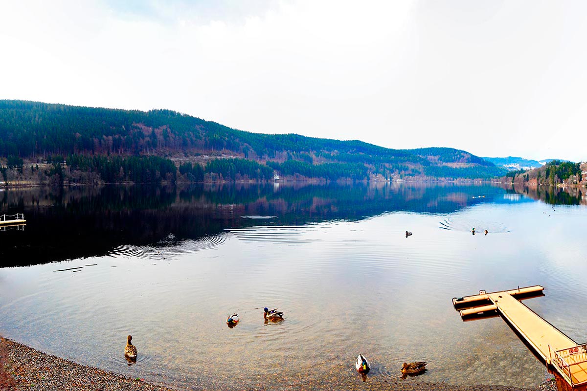 Vistas aves patos orilla pasarela montes bosques lago Titisee Selva Negra Alemania
